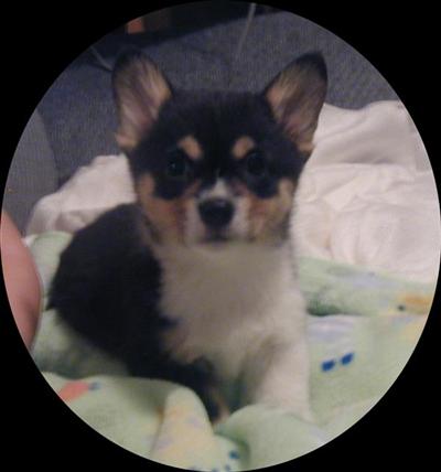 Puppies in MA
